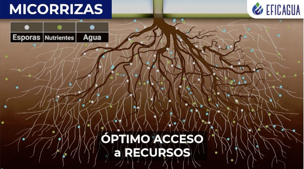 Micorrizas herramienta biológica para mejorar la eficiencia del agua