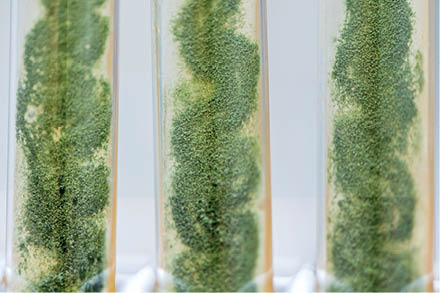 trichoderma mold in agar slant tubes
