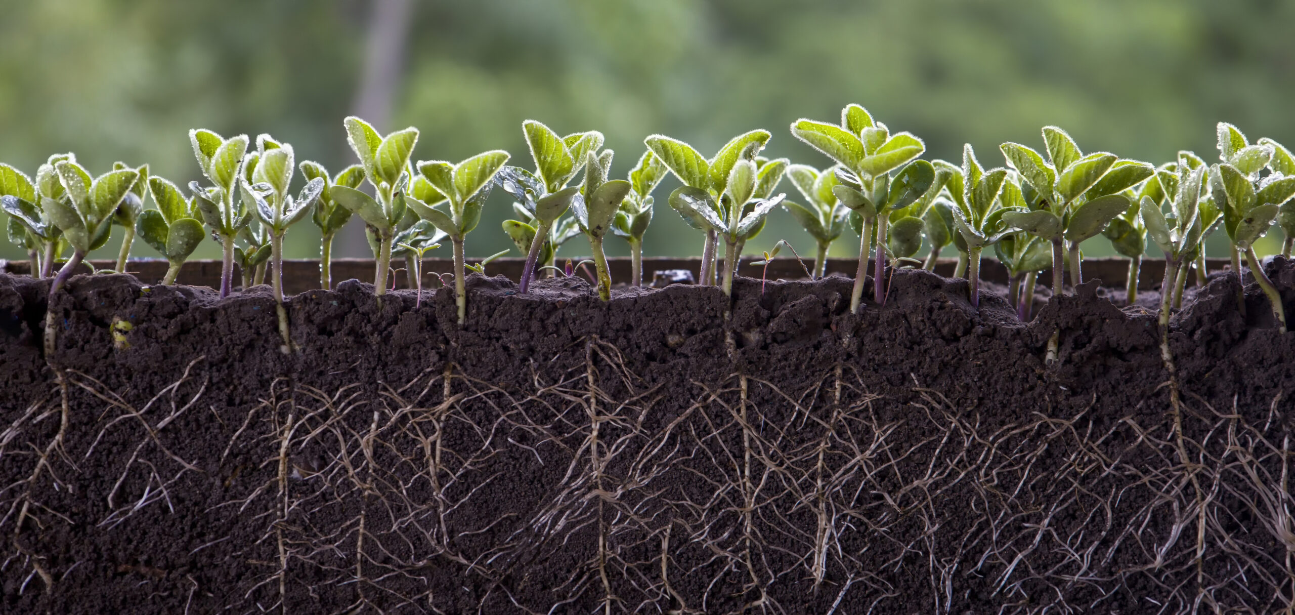 Acadian® Organic, el bioestimulante que aporta a la salud de las plantas y del suelo y forma parte del programa Celerus® de Syngenta Chile