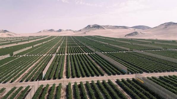 Por qué Ica será la sede de Bioestimulantes Latam 2026