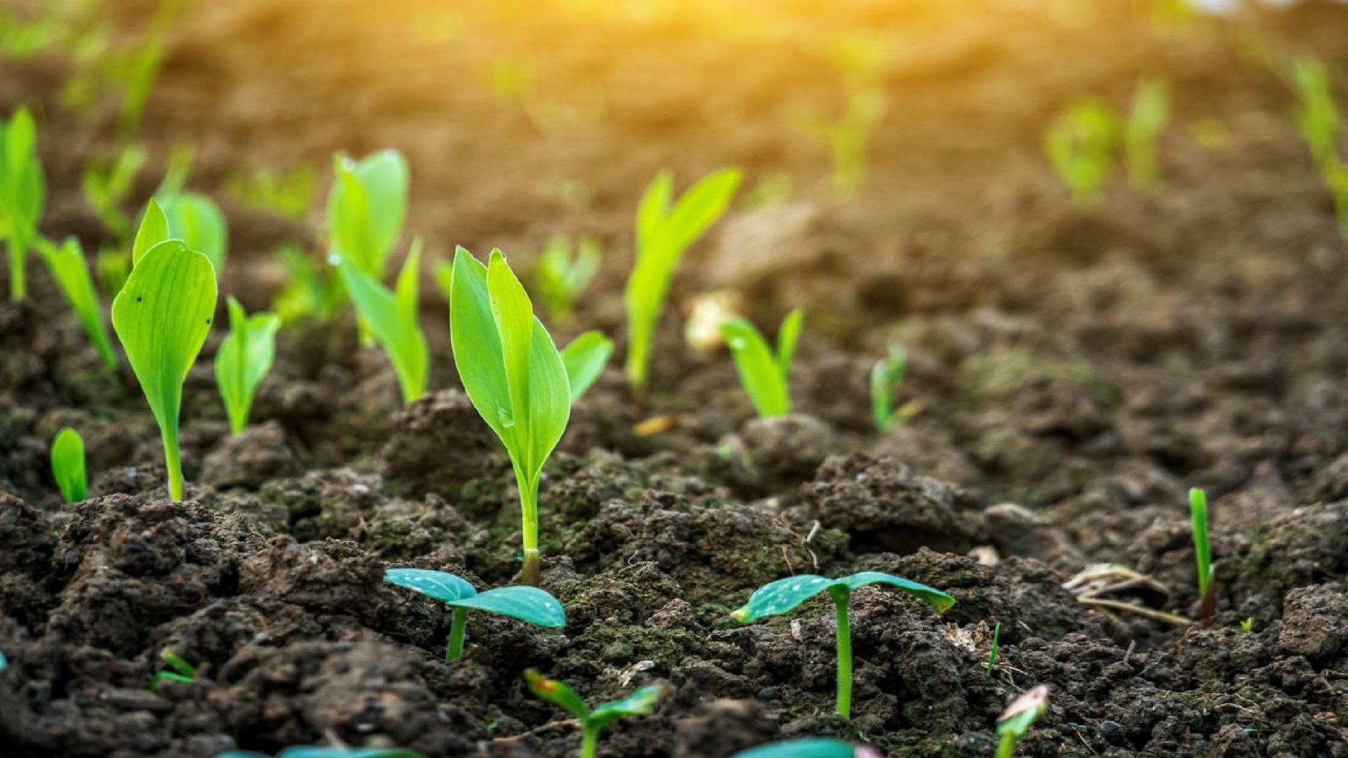 La Unión Europea trabaja para ampliar los microorganismos aprobados para bioestimulantes