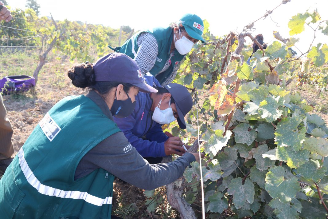 Perú liberó controladores biológicos en más de 100 mil hectáreas durante 2021