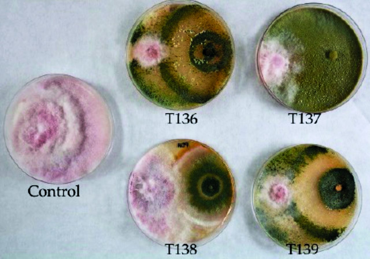 La doble personalidad de la Trichoderma - Biologicals Latam