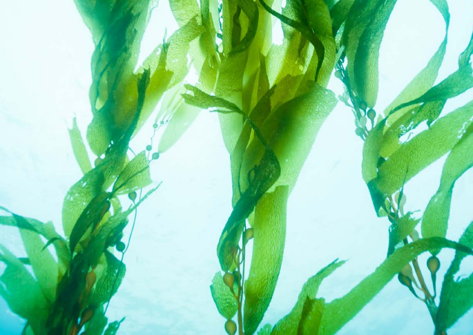 Algas marinas, buenas para la salud y para combatir el cambio climático