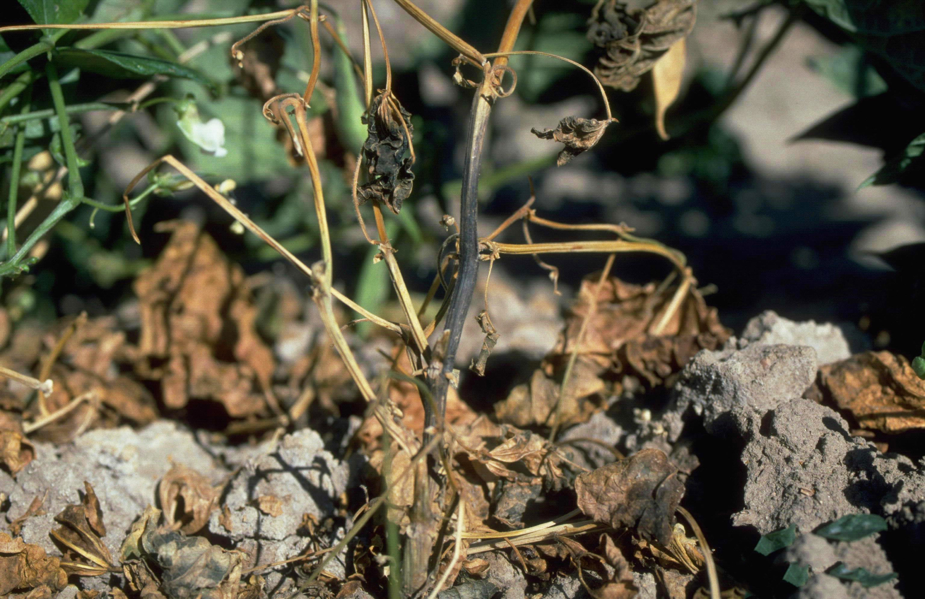 Investigadores desarrollan un biopesticida para controlar “pudrición del carbón”