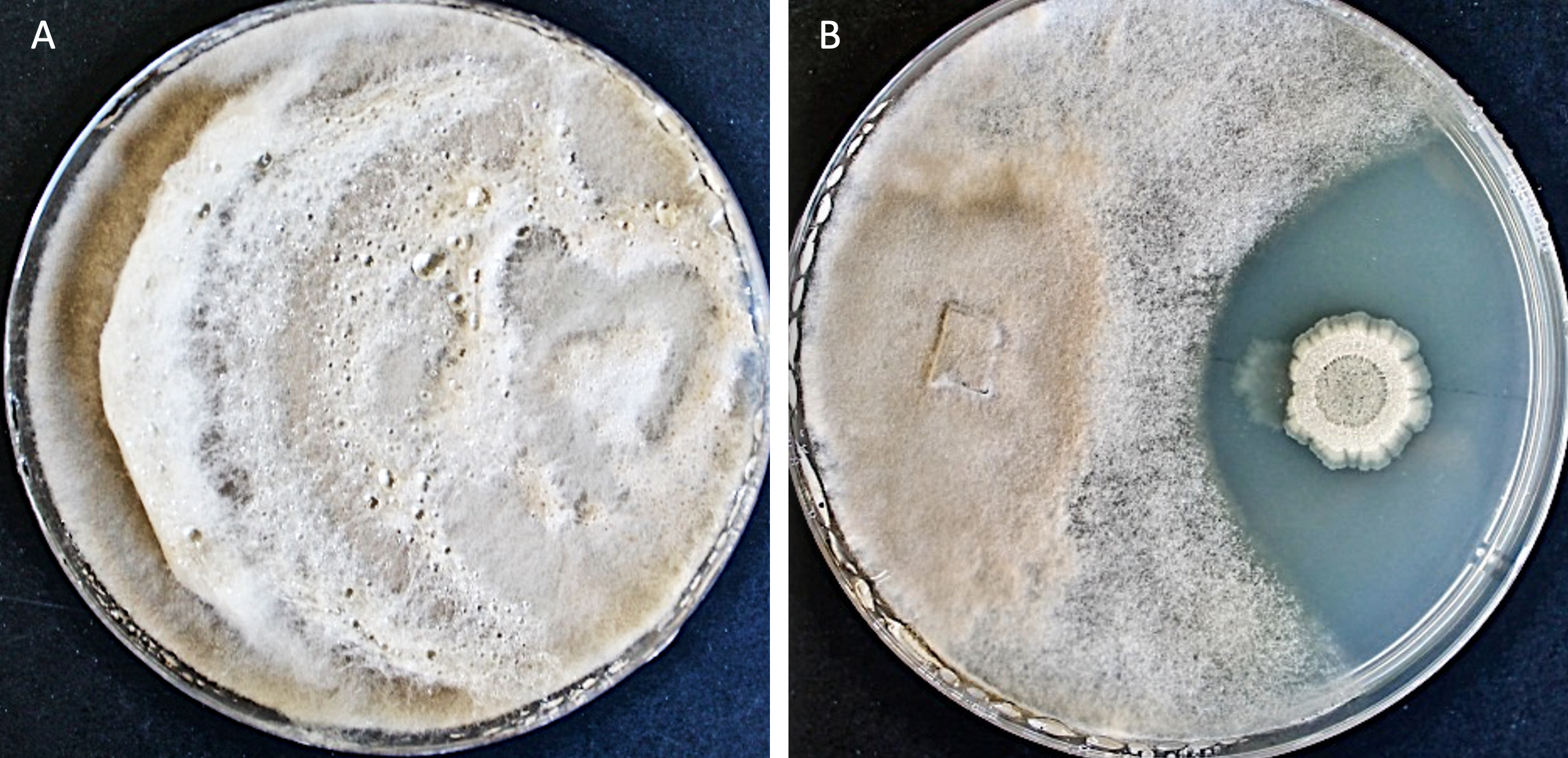 Un bacillus de segunda generación que se consolida como una herramienta biotecnológica