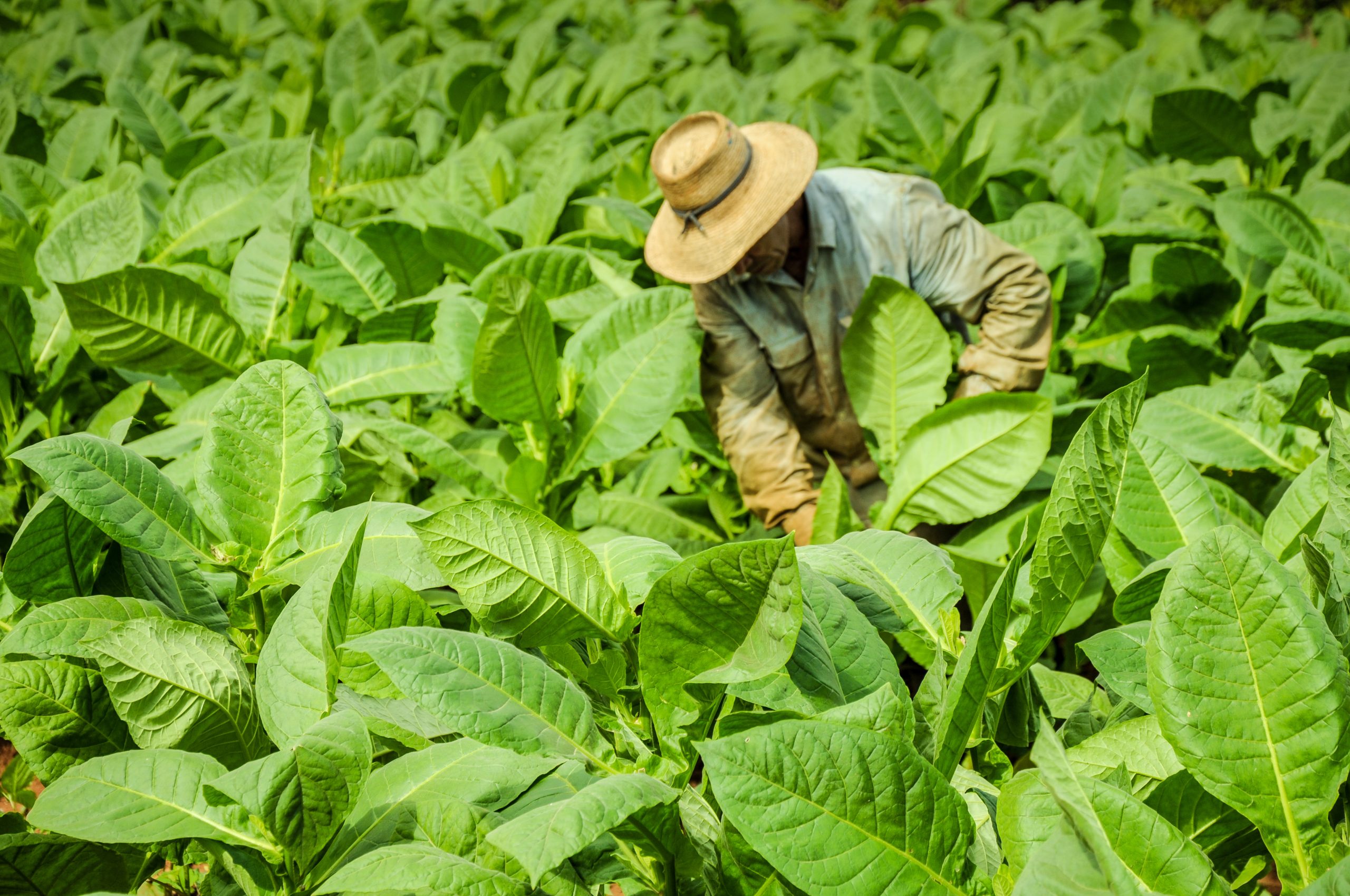 La FAO y la UE se unen para impulsar la producción de biopesticidas en Cuba