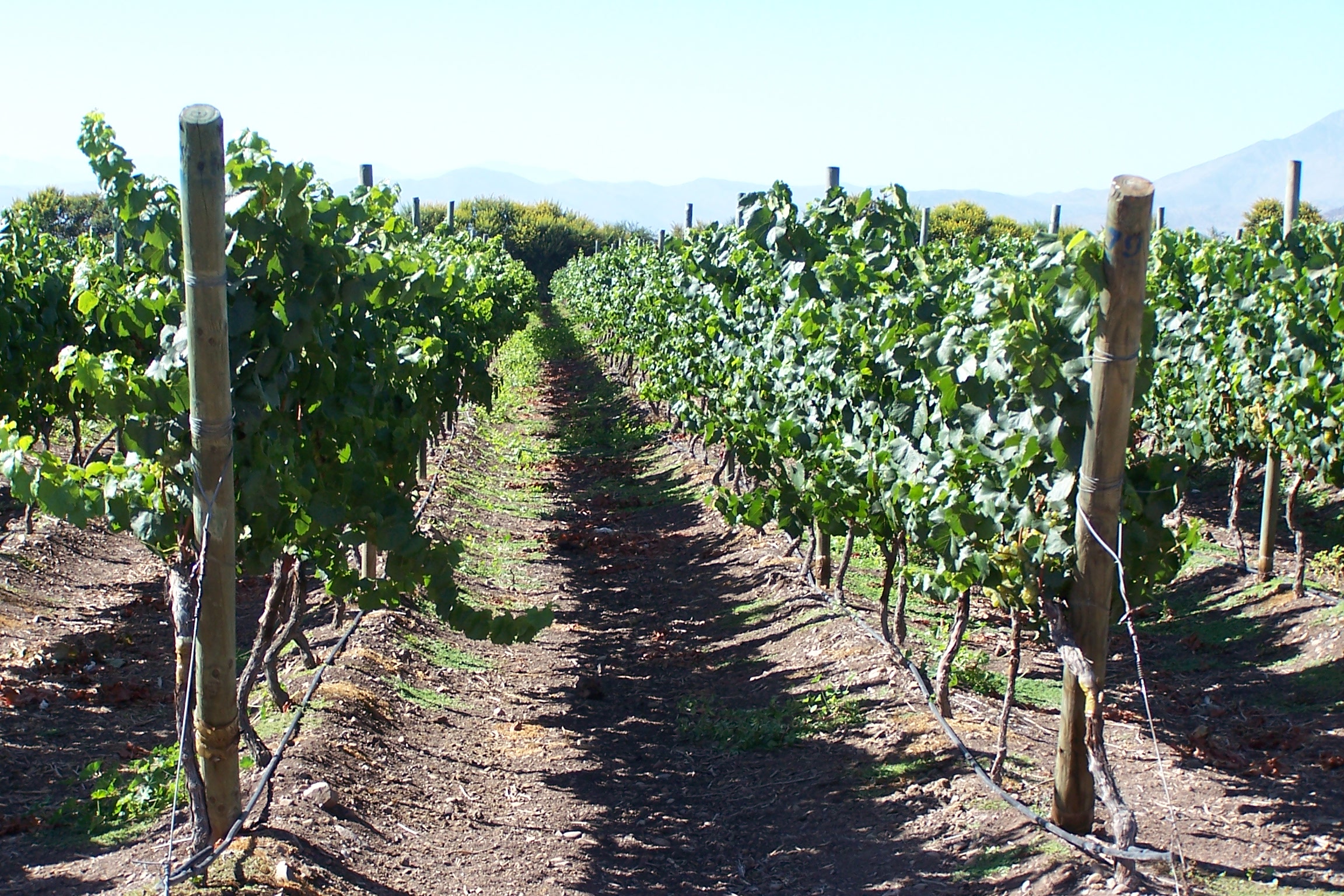 El potencial de las micorrizas para ayudar a los viñedos a enfrentar el cambio climático