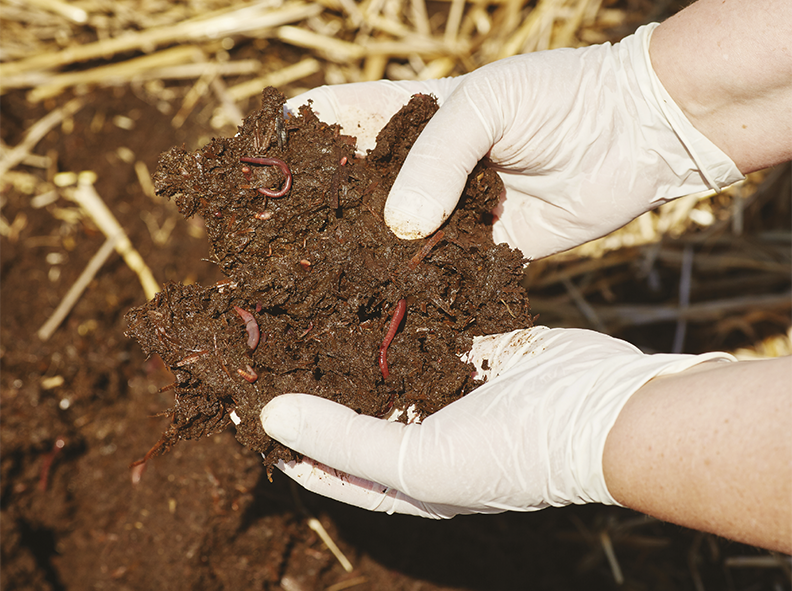 Microrganismos determinantes para mantener un ‘suelo vivo’
