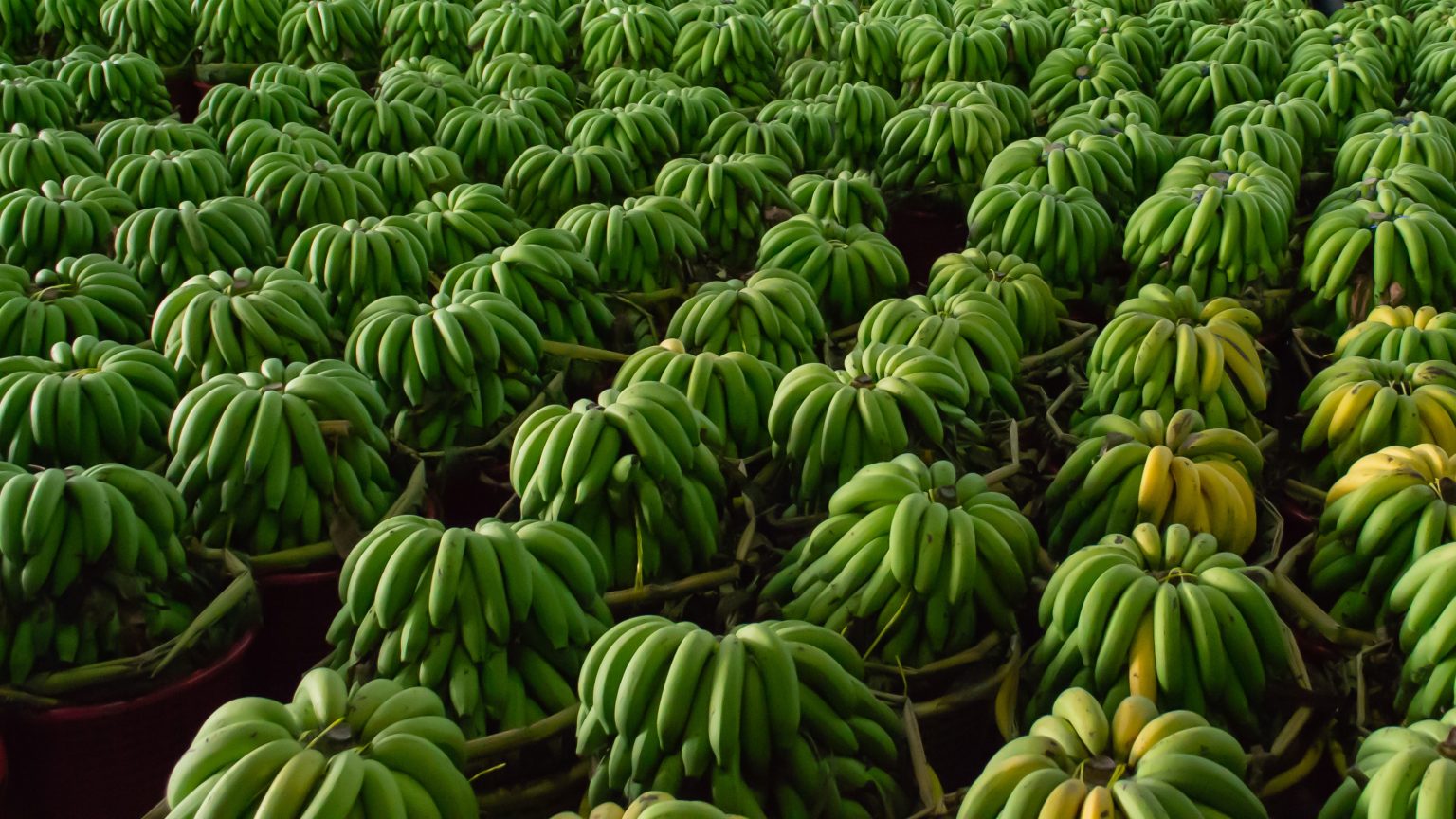 Cultivos de exportación jalonan la industria de bioinsumos en Colombia