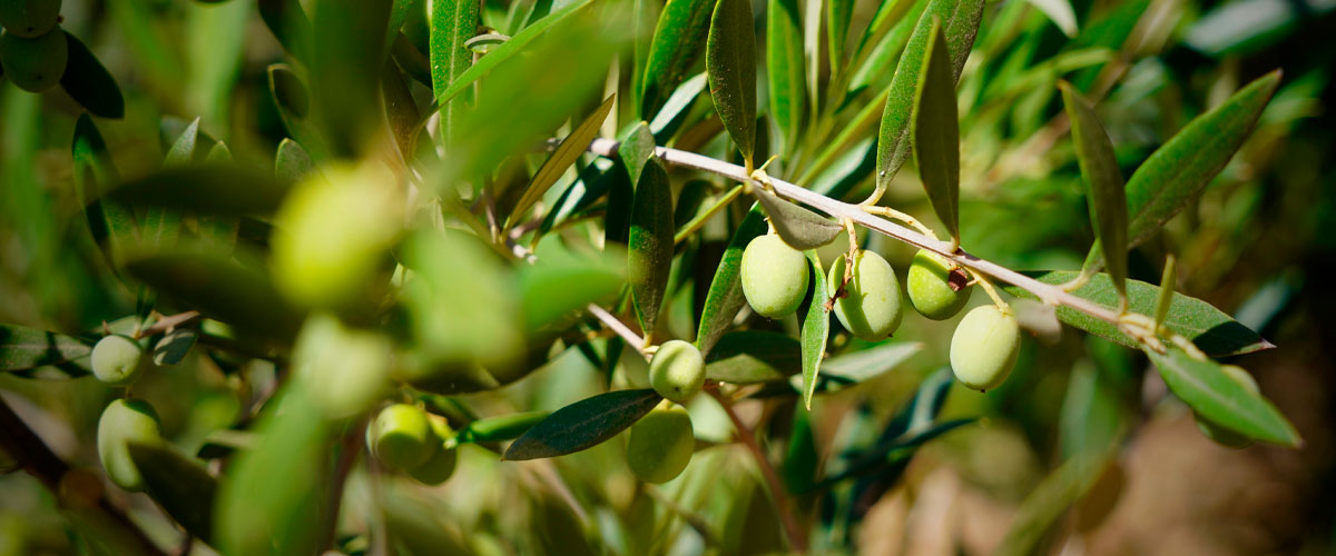 Prueban biofertilizante que mejora la productividad del olivo en Chile