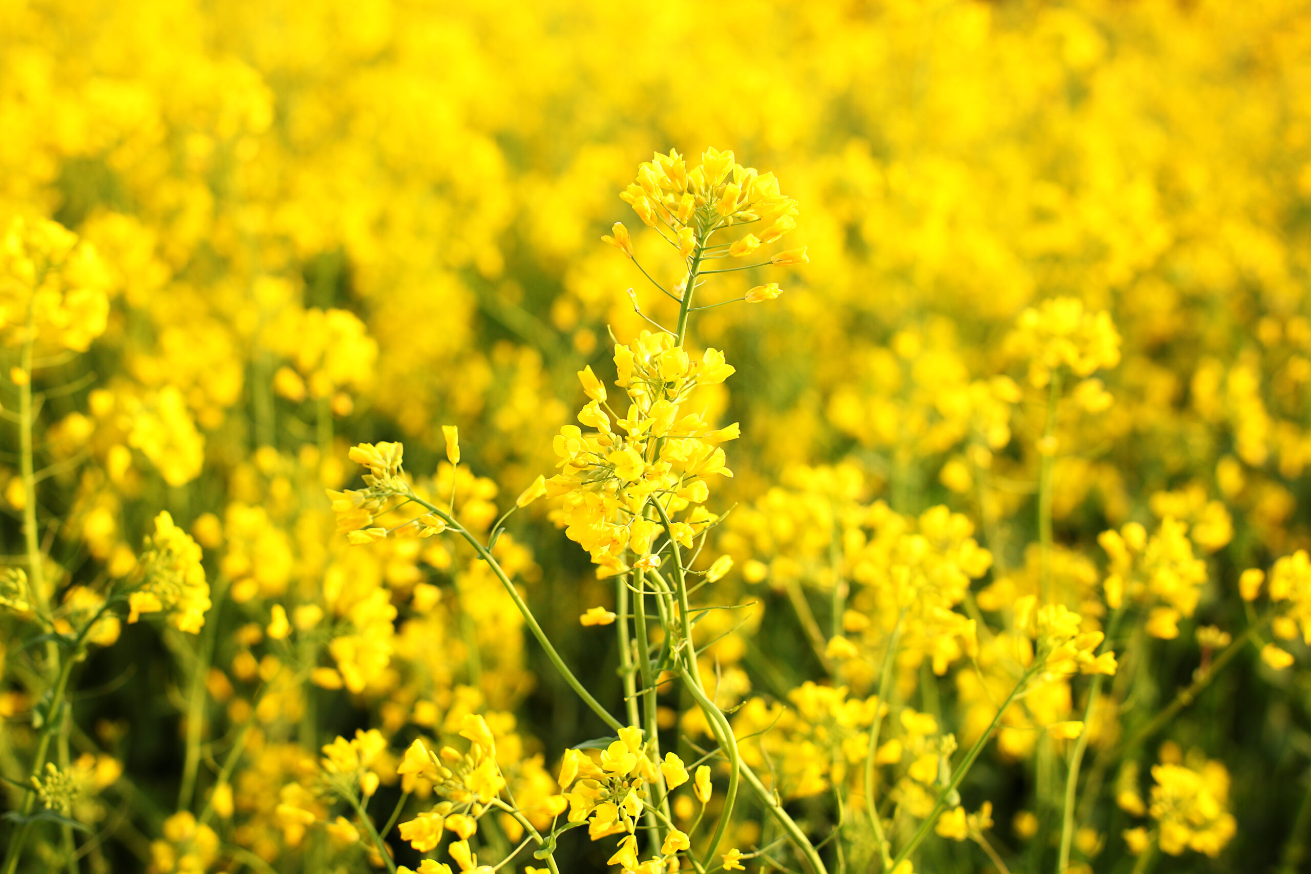 Bayer obtiene la licencia de nuevo bioinsecticida para cereales