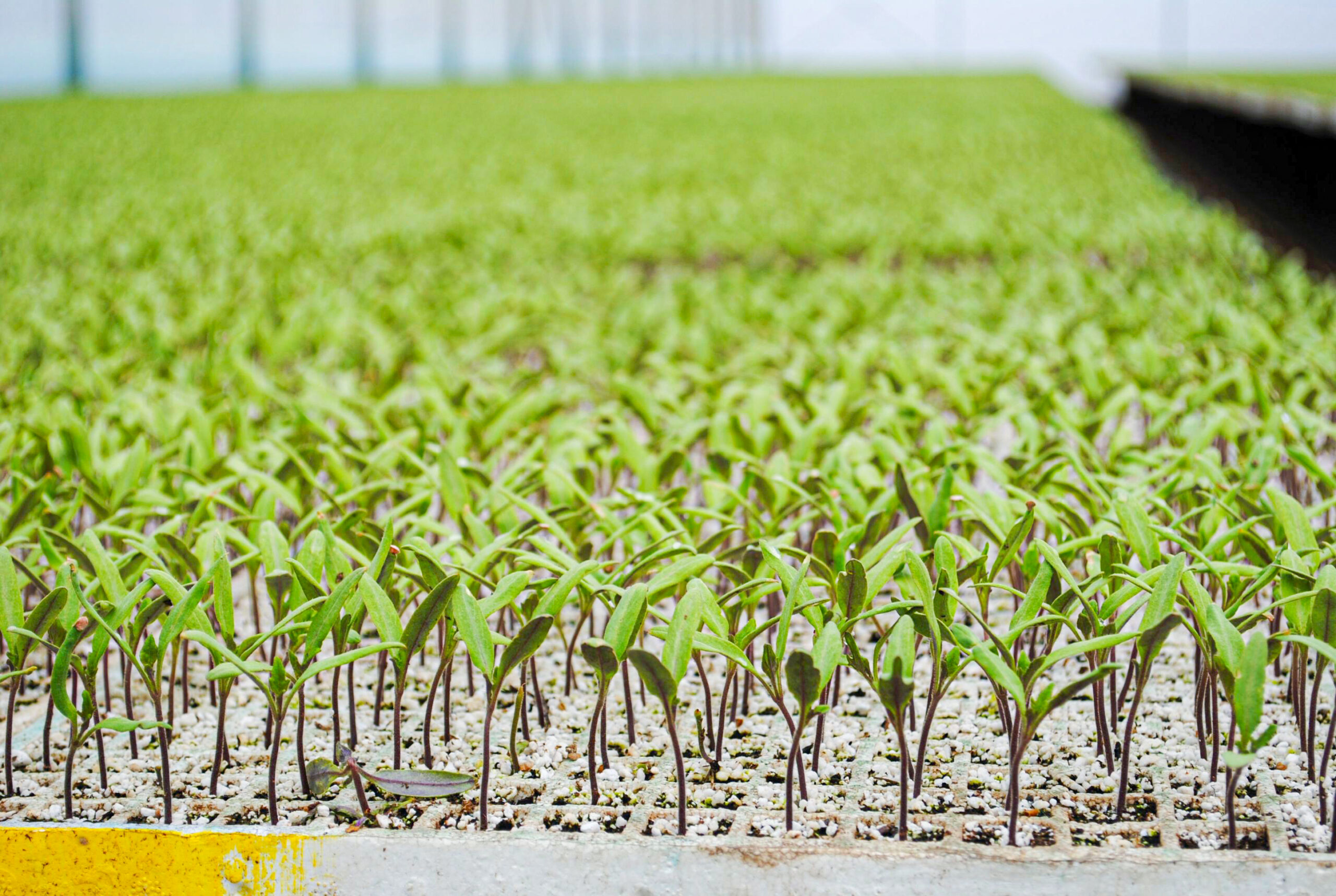 Bioestimulantes microbianos rompen los límites