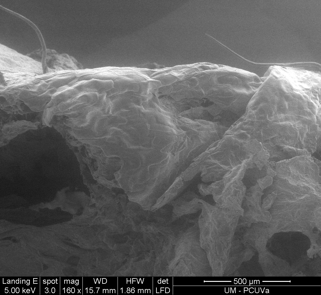 Nanotransportadores, la próxima herramienta sostenible -e invisible al ojo humano- para el control de plagas y enfermedades