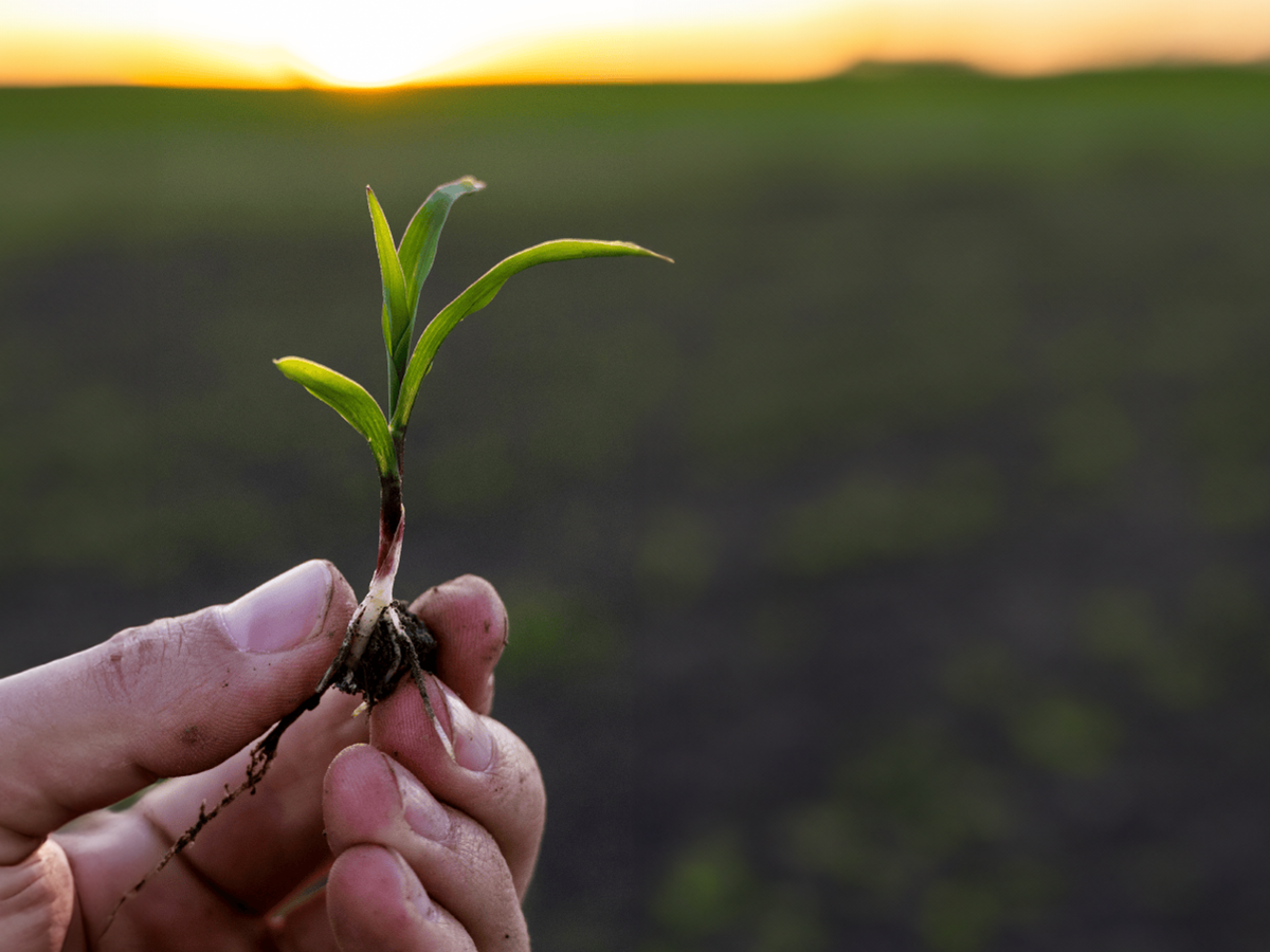 Los desafíos de la producción agrícola que Syngenta busca enfrentar mediante la agricultura regenerativa