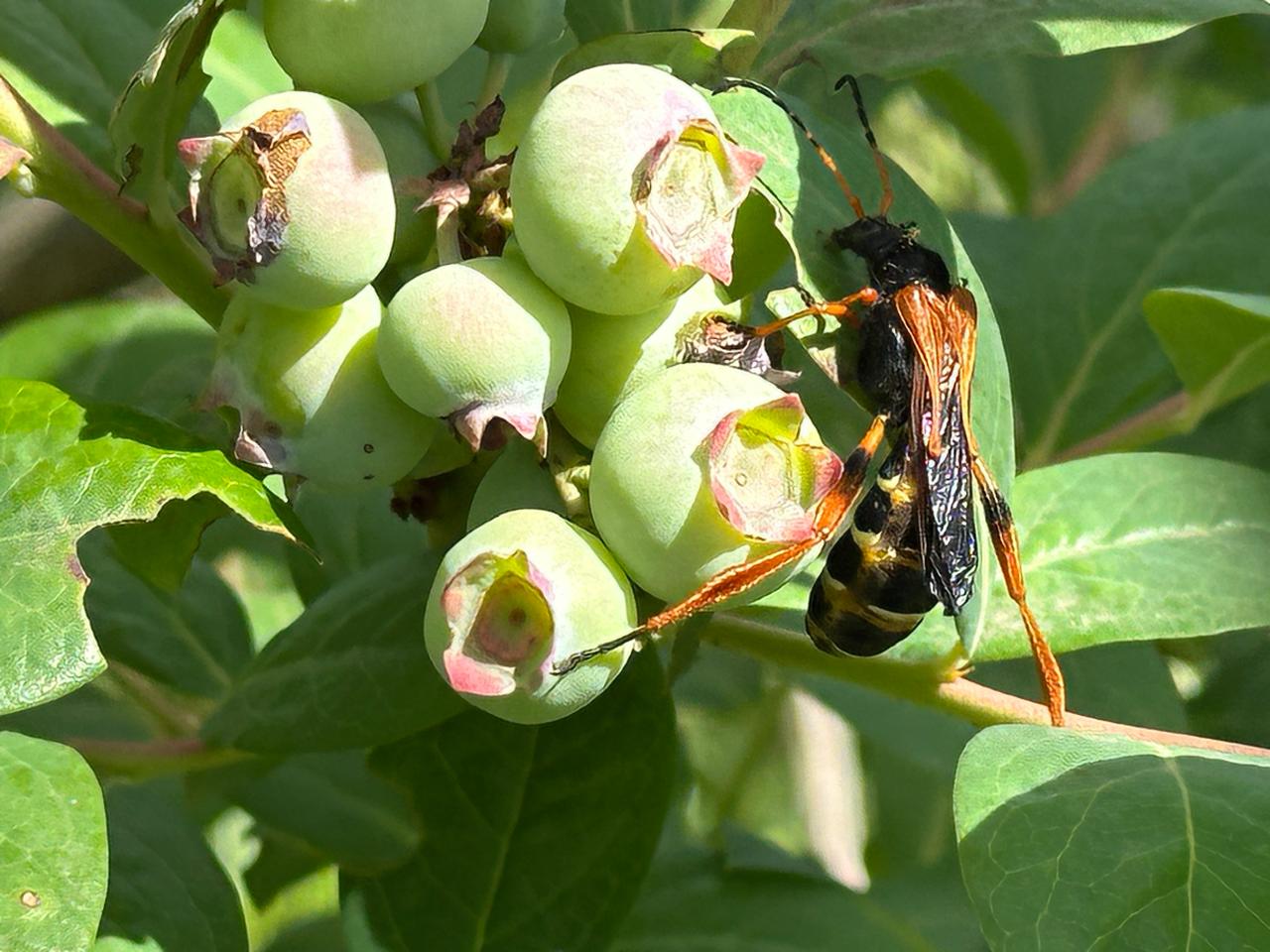 Ecología Química, la disciplina con que INIA Chile busca hacer frente a insectos plaga