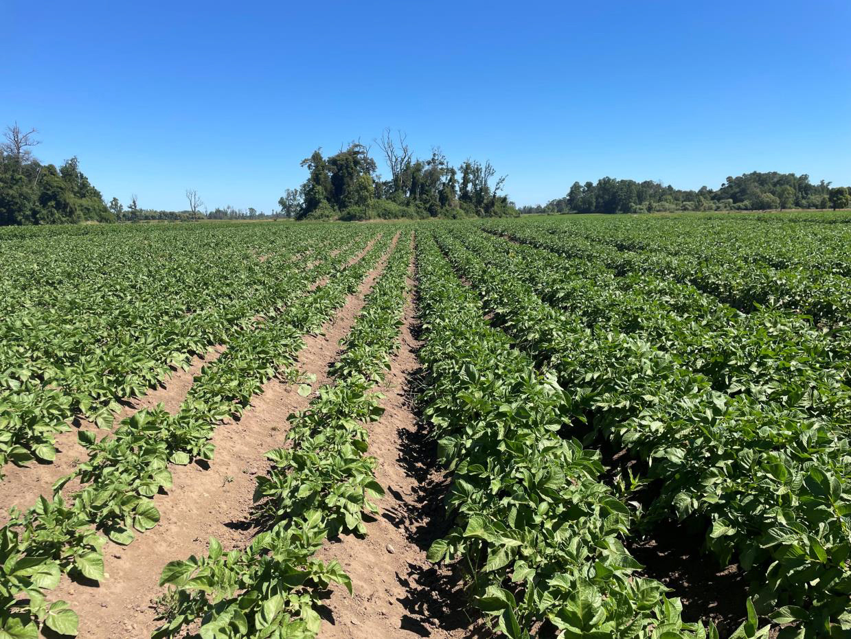 Agri Marine Terra logra transformar plantas susceptibles en cultivos resistentes