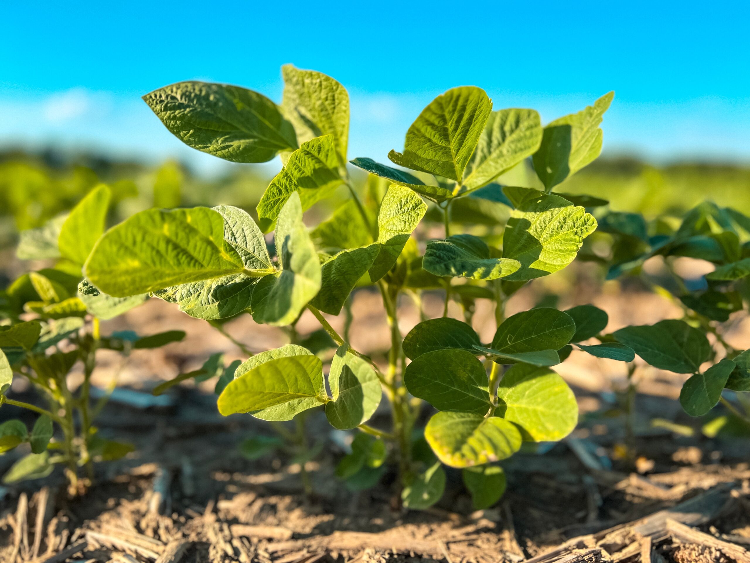 Mercado brasileño de biopesticidas generó US$780 millones durante la temporada 2023-2024