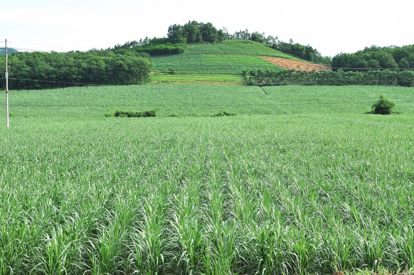 Proyecto vietnamita de créditos de carbono en caña de azúcar buscará convertirse en modelo para el país