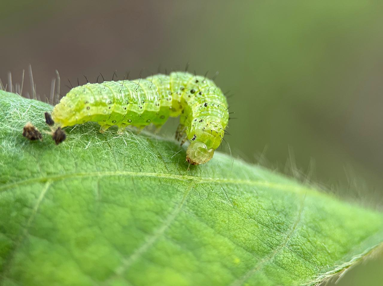 Científicos brasileños desarrollan un bioinsecticida para controlar Spodoptera frugiperda