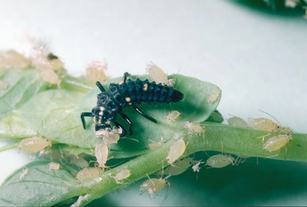 Andermatt adquiere empresa de insectos benéficos