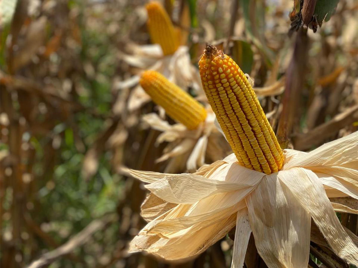 Bioestimulación podría ayudar al cultivo de maíz a resistir enfermedades transmitidas por chicharrita