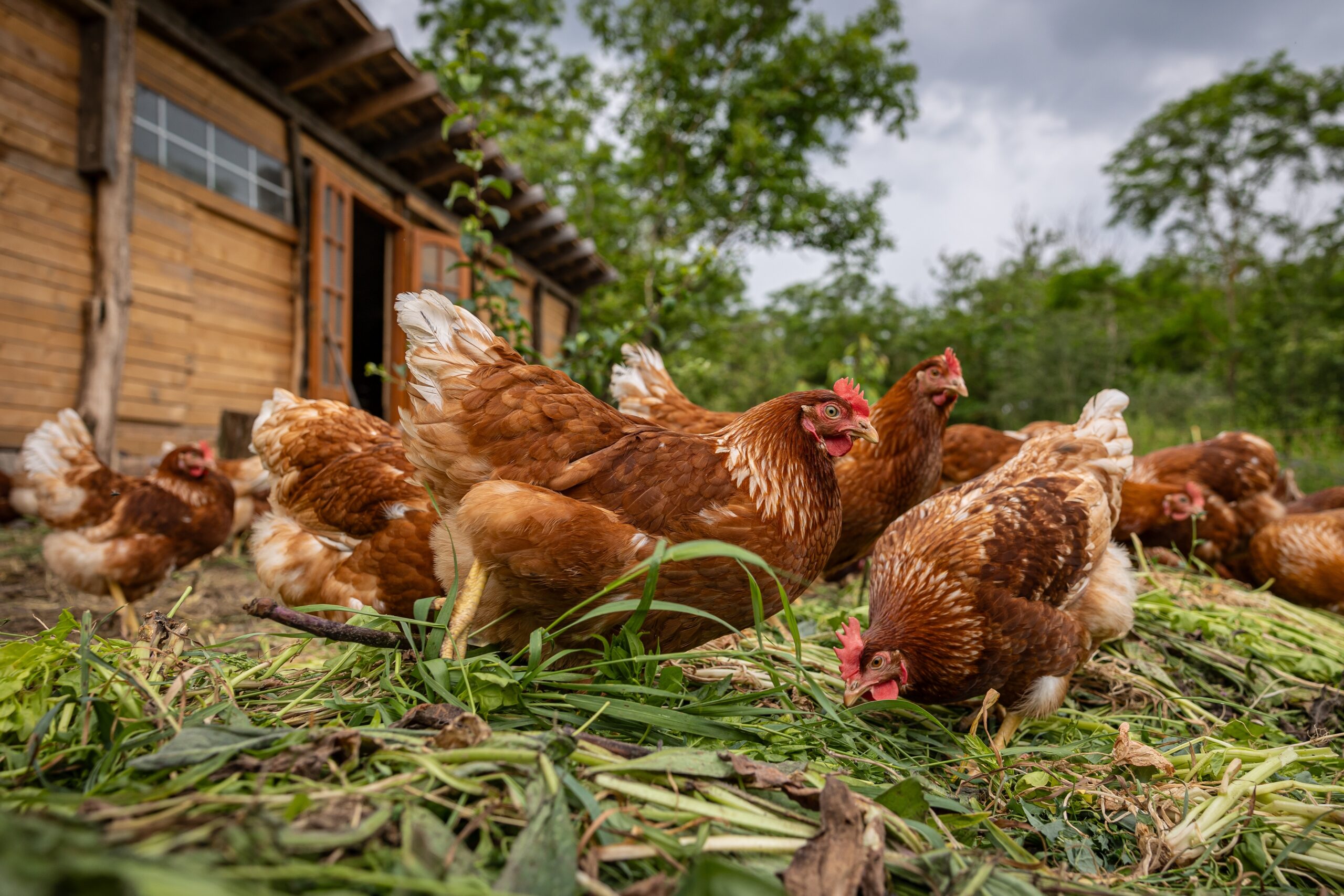 Startup belga transforma plumas de pollo en bioestimulantes