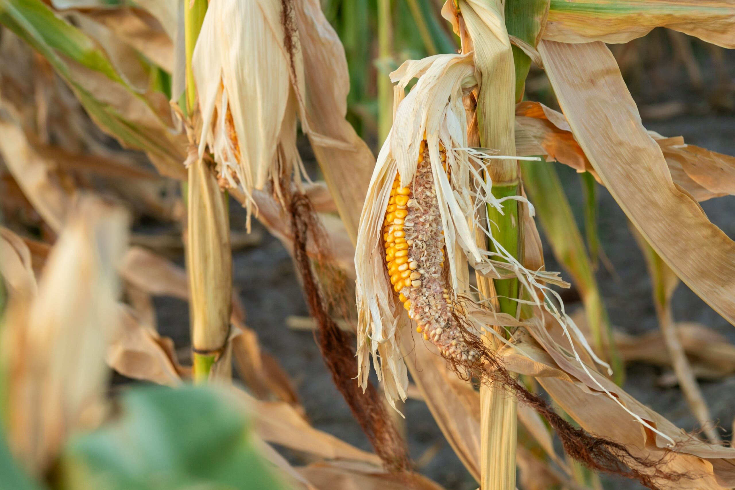 Desarrollan bioestimulante para mejorar resiliencia de cereales ante sequías