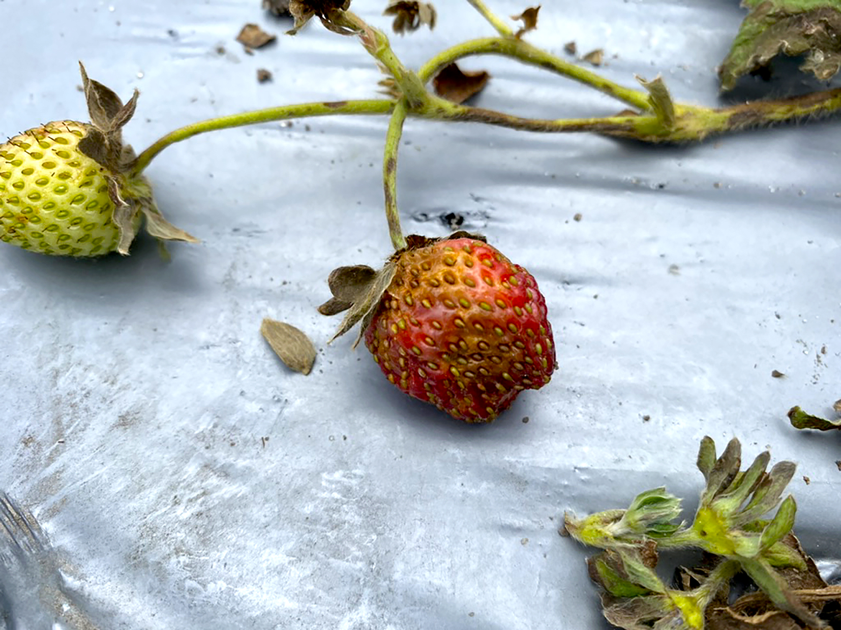 Investigadores descubren en Trichoderma un aliado contra Neopestalotiopsis en fresas