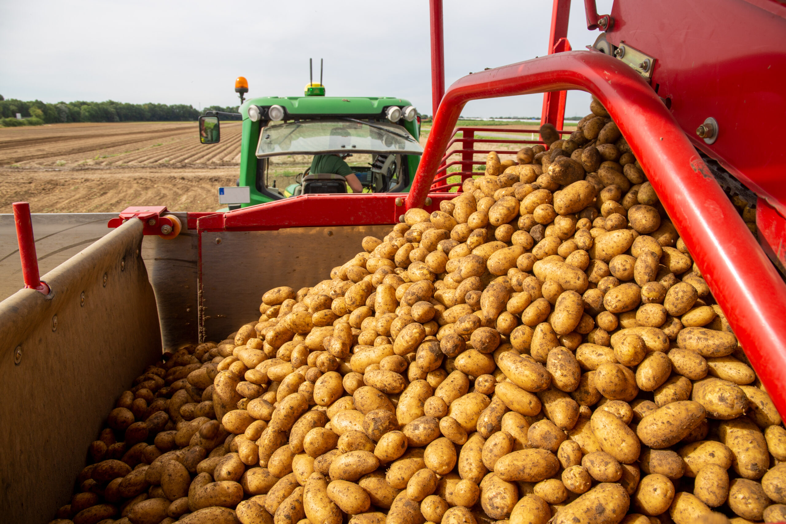 Importante proveedor mundial de patatas se compromete con la agricultura sostenible