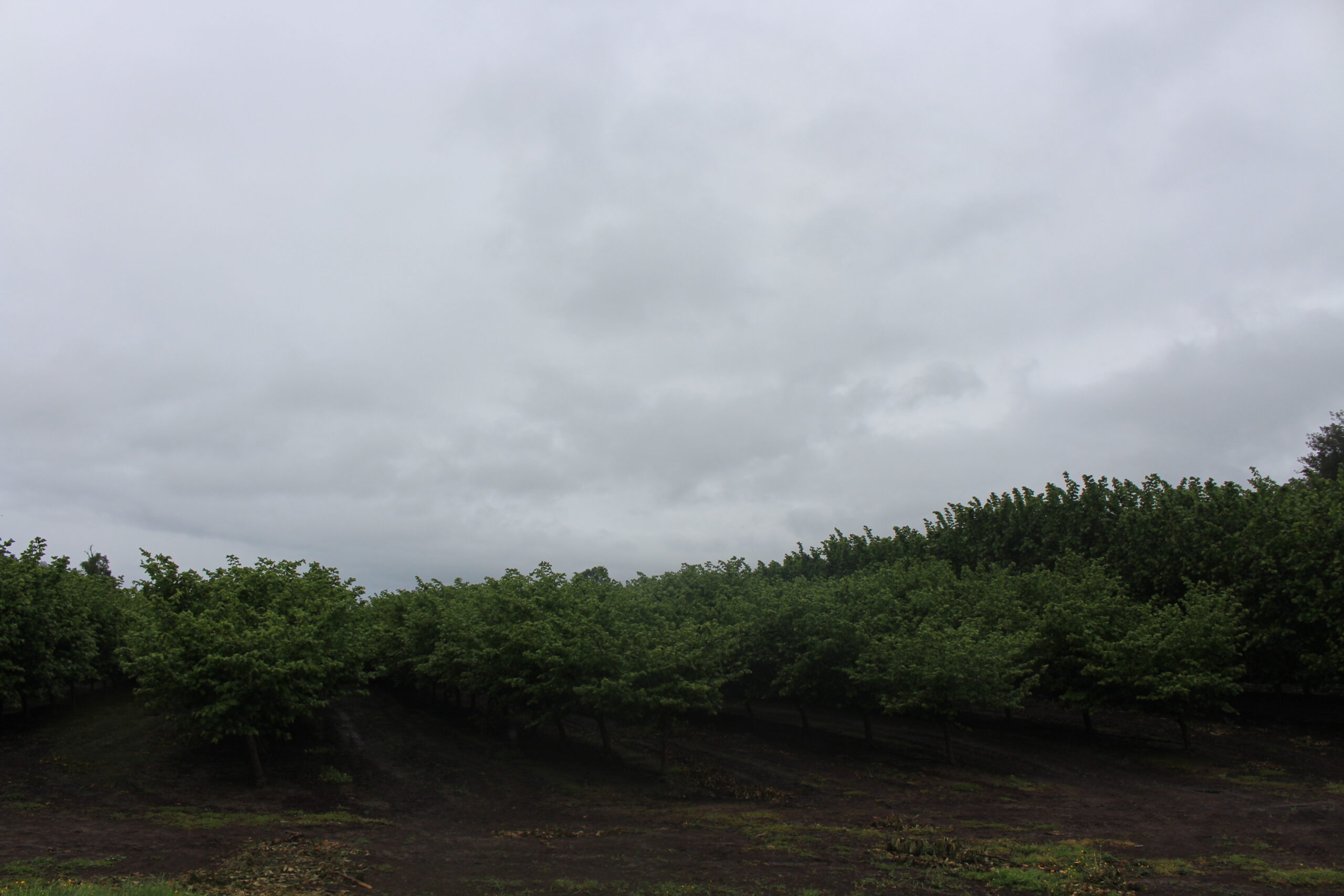 Uso de biostimulantes frente a heladas en avellano