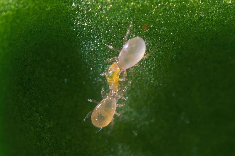 Koppert recurre a los fitoseidos para el control de Scirtothrips aurantii en cítricos