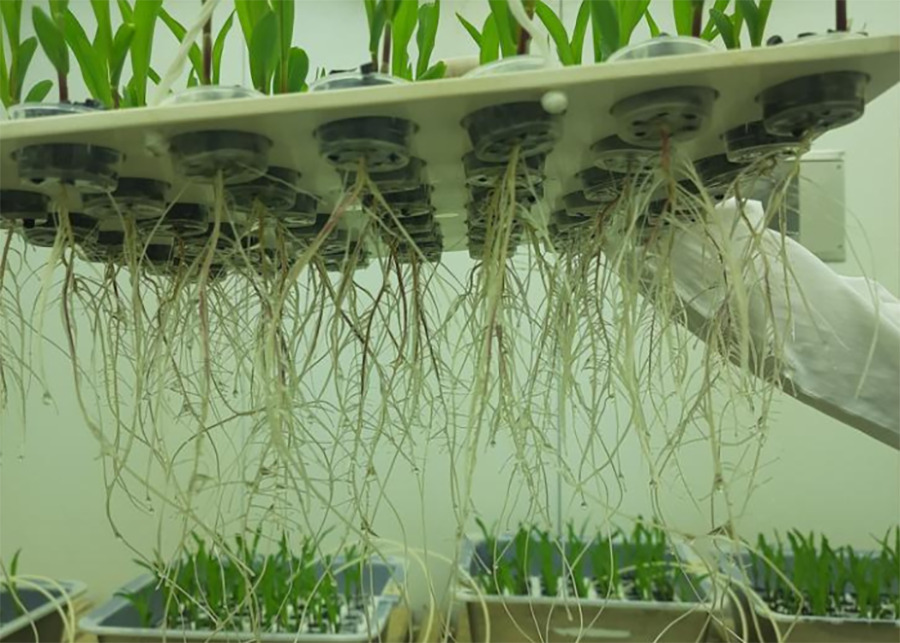 Bacterias de la Caatinga brasileña dan origen a un bioinsumo que protege la soja y el maíz de la sequía