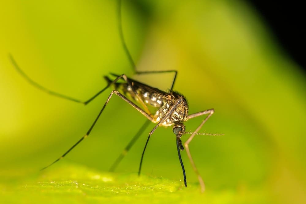 Las bacterias mediterráneas podrían ser el camino para el desarrollo de un nuevo biopesticida contra los mosquitos