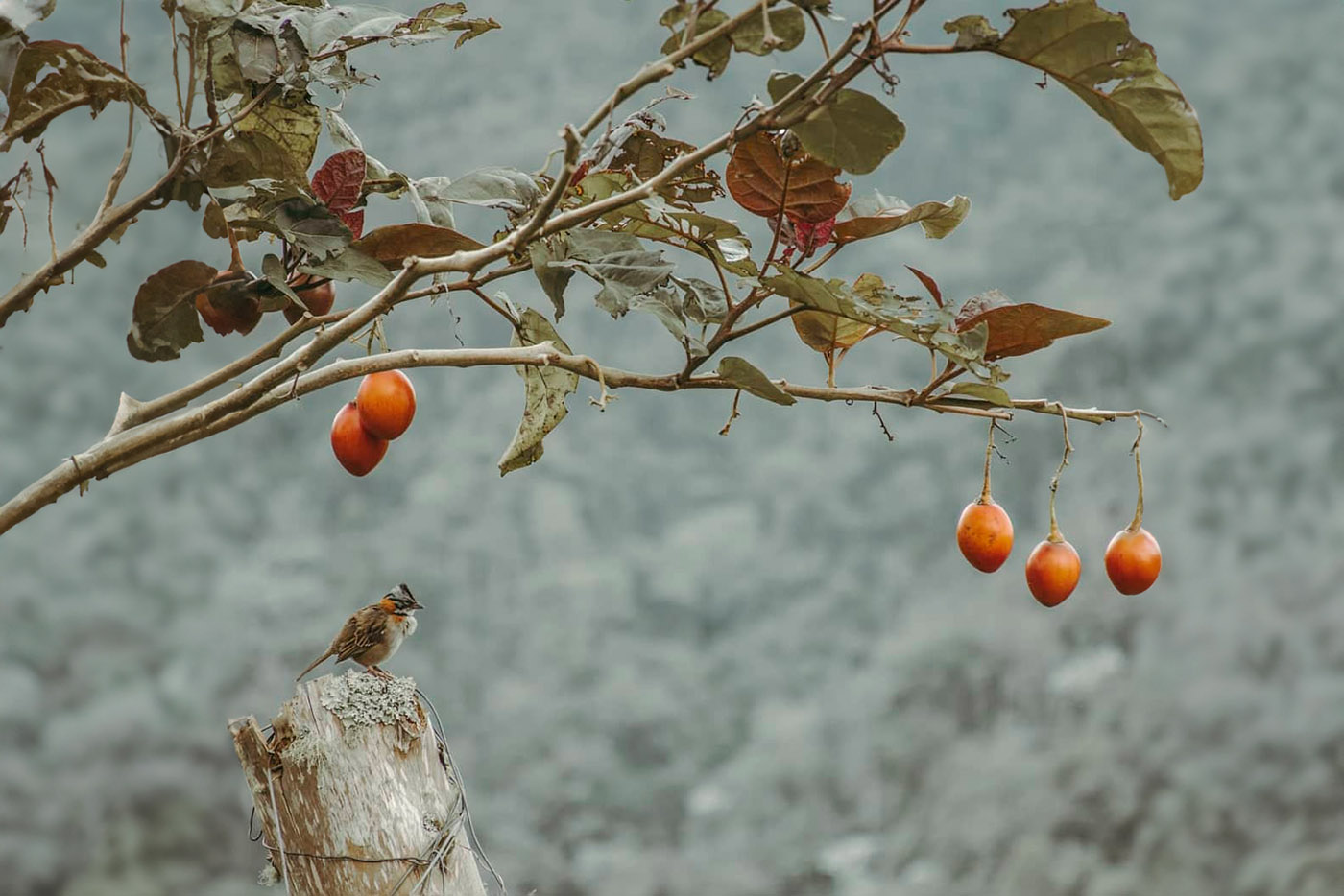 Una hormona vegetal sería el  ‘salvavidas’ del tomate de árbol producido en Colombia