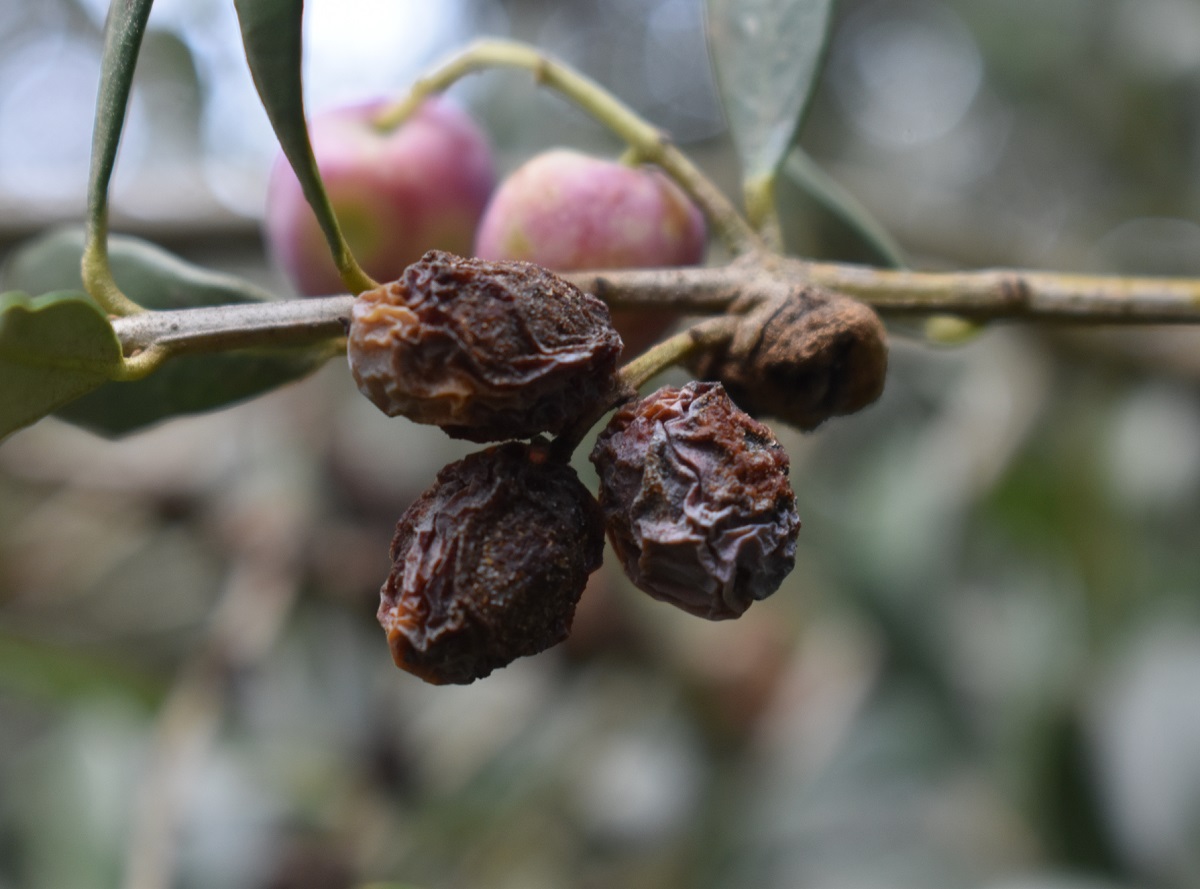 Extractos de algarrobo y granada podrían reducir la incidencia de la antracnosis