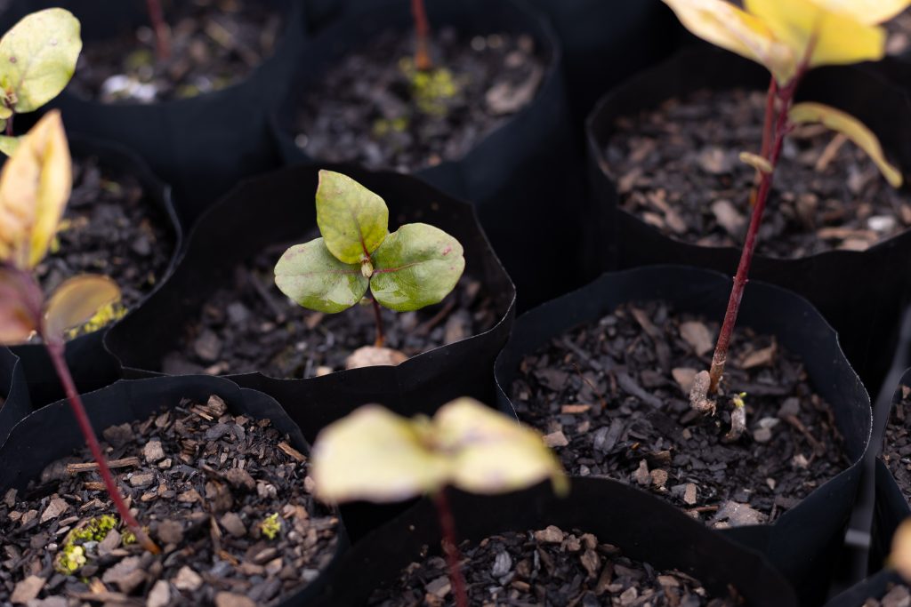 Investigadores chilenos desarrollaron un hidrogel que potencia el crecimiento vegetal en épocas de sequía