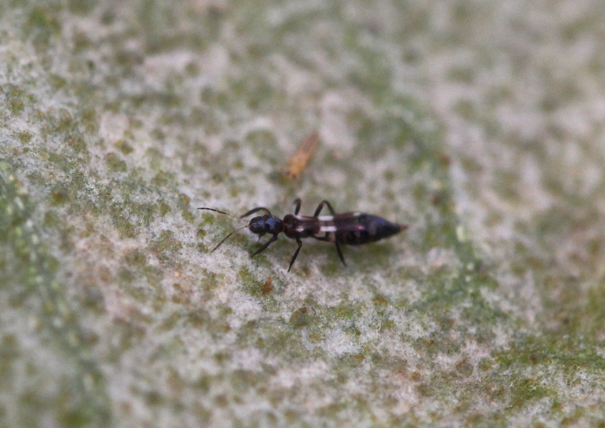 Estudio demuestra que Franklinothrips vespiformis sería un potencial aliado contra Thrips parvispinus en pimiento