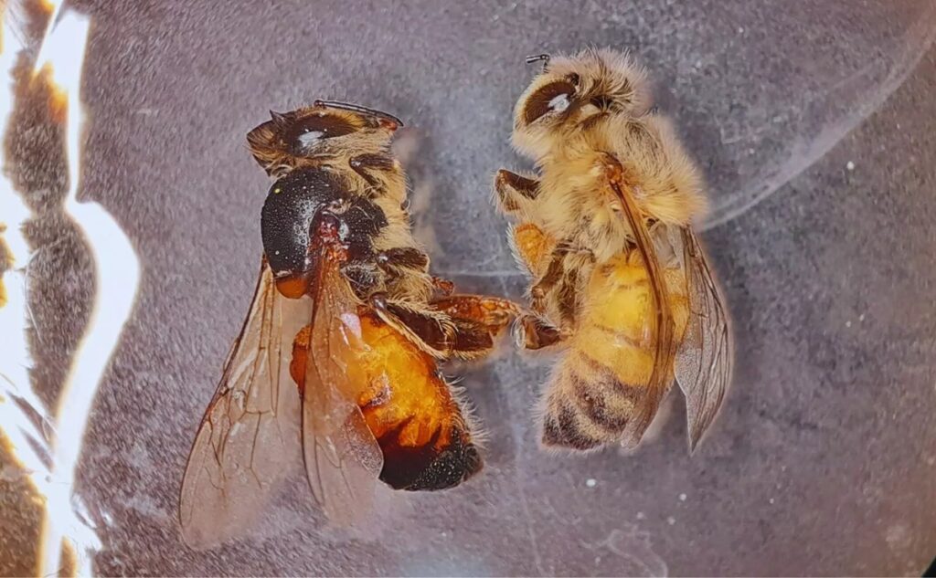 Investigadores argentinos desarrollaron una herramienta biotecnológica para proteger a las abejas