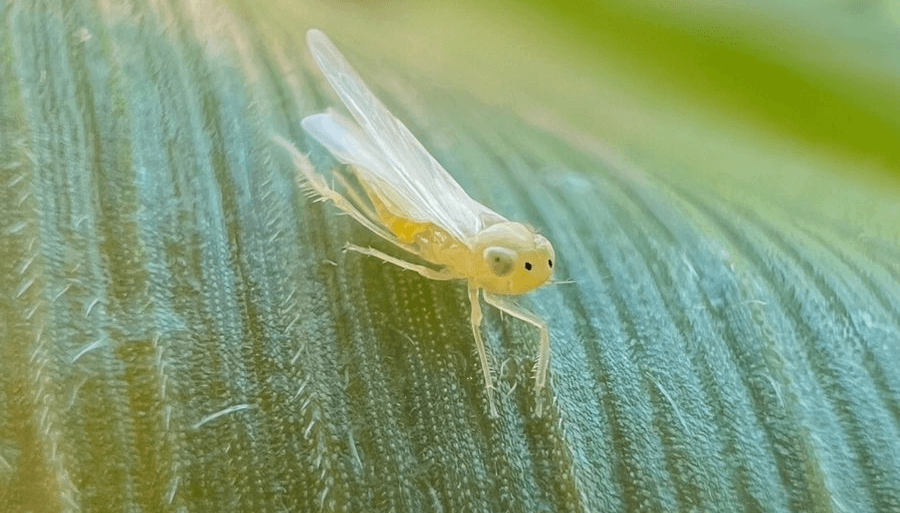 Bioinsumo mostró excelentes resultados ante temida chicharrita del maíz en Argentina