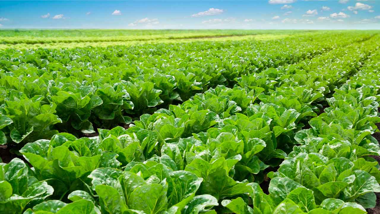 La española Seipasa recibe una subvención para el desarrollo de nuevas herramientas de bioestimulación y biocontrol