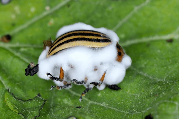 Industria especializada en Beauveria bassiana continúa con fuerte expansión