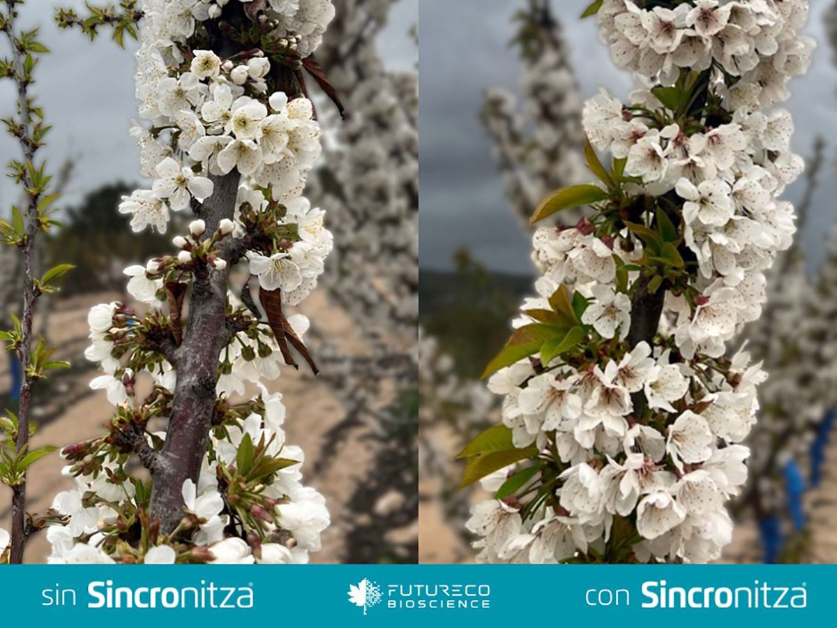 Futureco Bioscience lanza Sincronitza, un bioestimulante de precisión para una brotación y floración sincronizadas