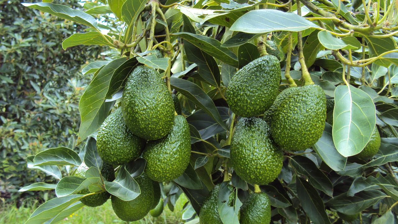 Bioestimulantes en México: “El panorama a mediano plazo es optimista”