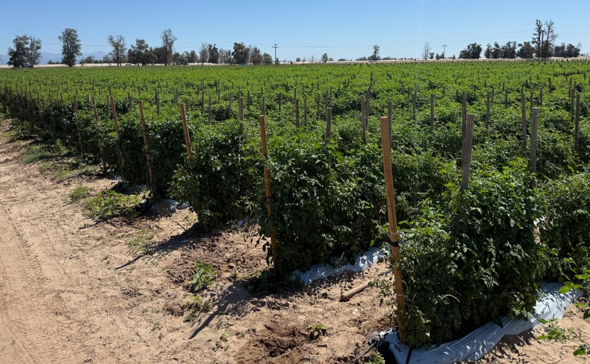 En ‘tomate grape’: ensayo demuestra la efectividad de los microorganismos para tener un cultivo sano y con altos rendimientos productivos