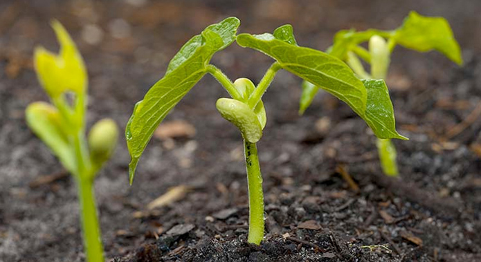 En Brasil: Solubilización Biológica de Fosfato permitiría ahorros de más de US$2,8 millones por cosecha de soja