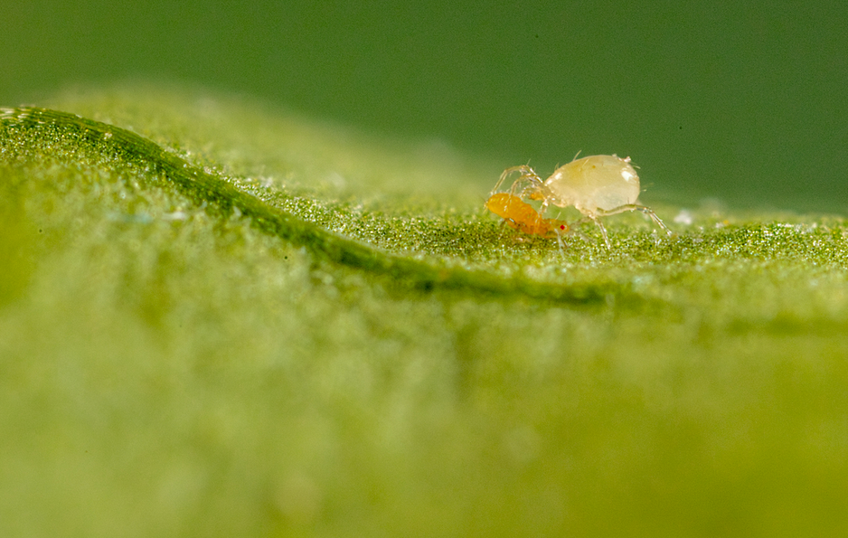 Koppert España prepara el lanzamiento comercial del ácaro depredador Amblydromalus limonicus en formato de sachet Ulti Mite