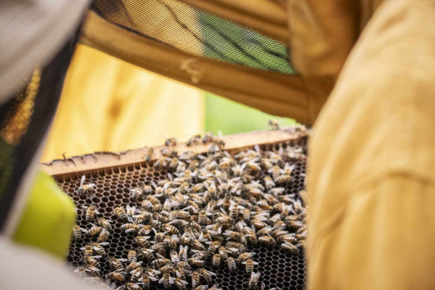 Colombia: Colmenas “inteligentes” permitirían monitorear abejas y mejorar la producción de miel