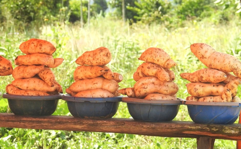 Biotecnológica china se interesa en investigación peruana de papa y camote con potencial en ingredientes naturales