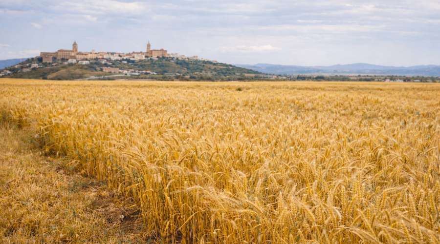 España: Estudio demuestra que el uso de bioestimulantes en cereales aumenta la producción hasta 750 kg por hectárea